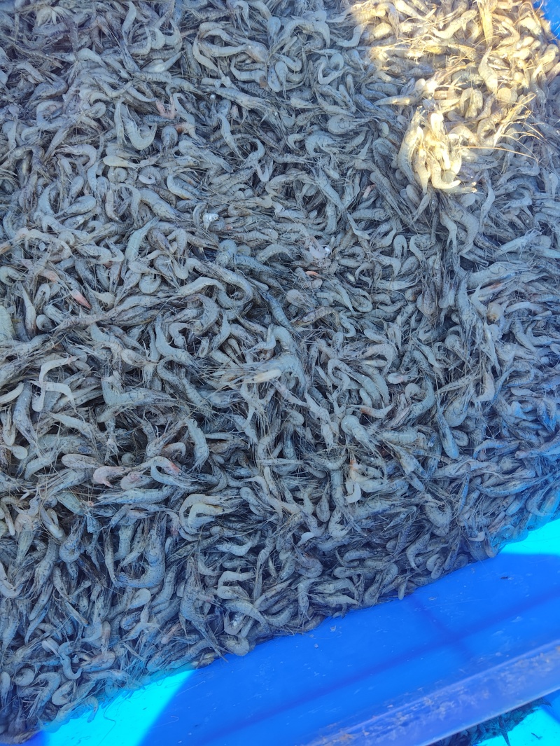 精品河虾规格齐全质量保证诚信经营欢迎咨询