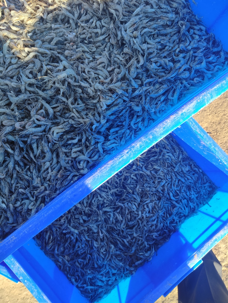 精品河虾规格齐全质量保证诚信经营欢迎咨询