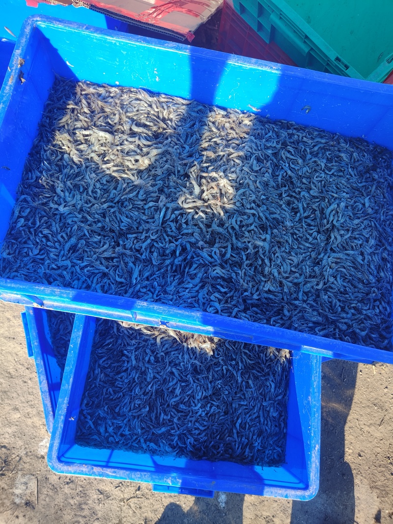 精品河虾规格齐全质量保证诚信经营欢迎咨询