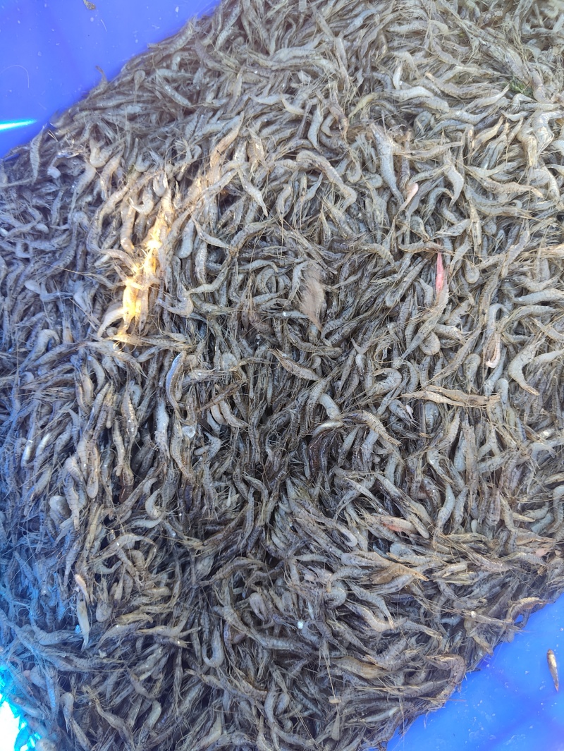 精品河虾规格齐全质量保证诚信经营欢迎咨询