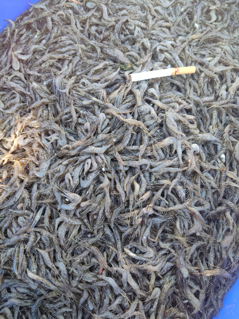 精品河虾规格齐全质量保证诚信经营欢迎咨询