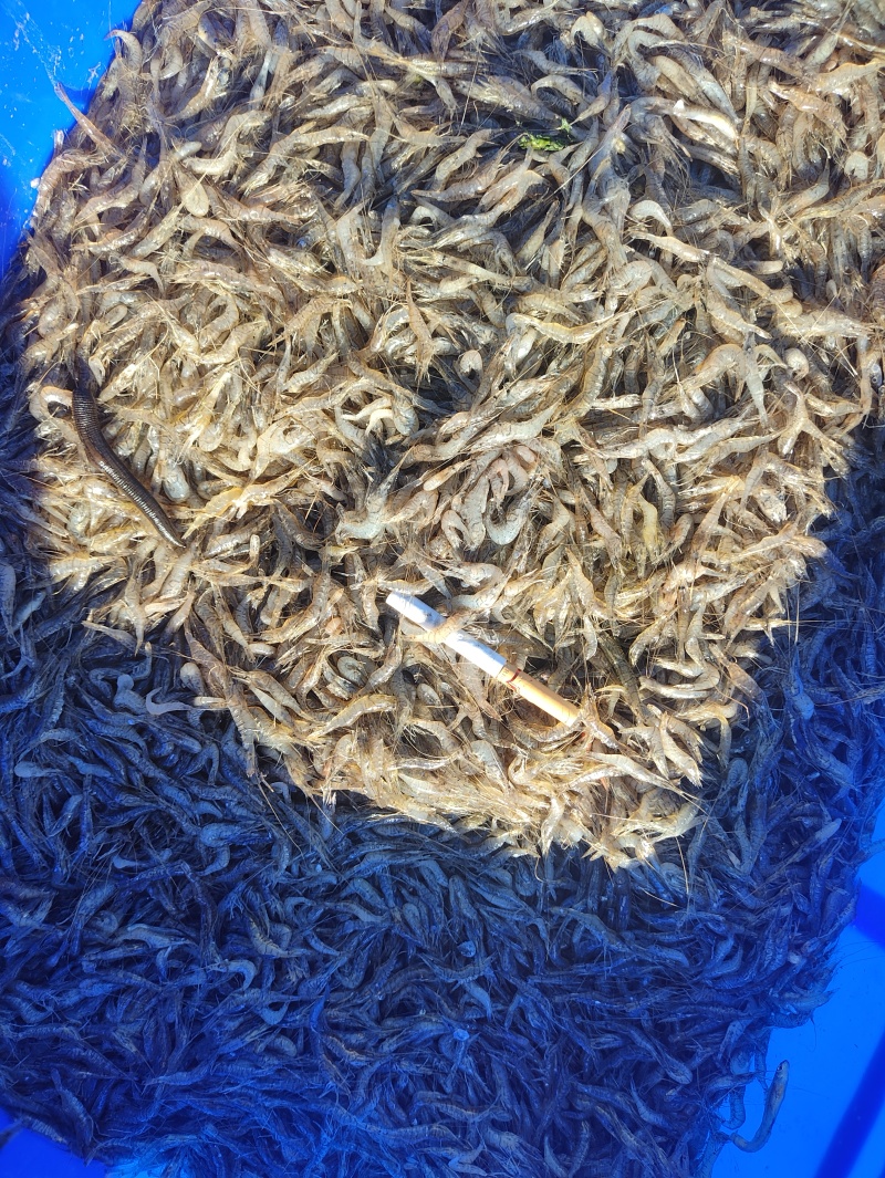 精品河虾规格齐全质量保证诚信经营欢迎咨询