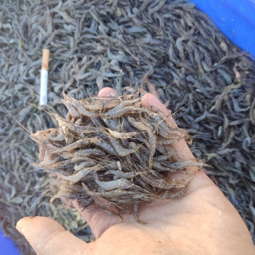 精品河虾规格齐全质量保证诚信经营欢迎咨询