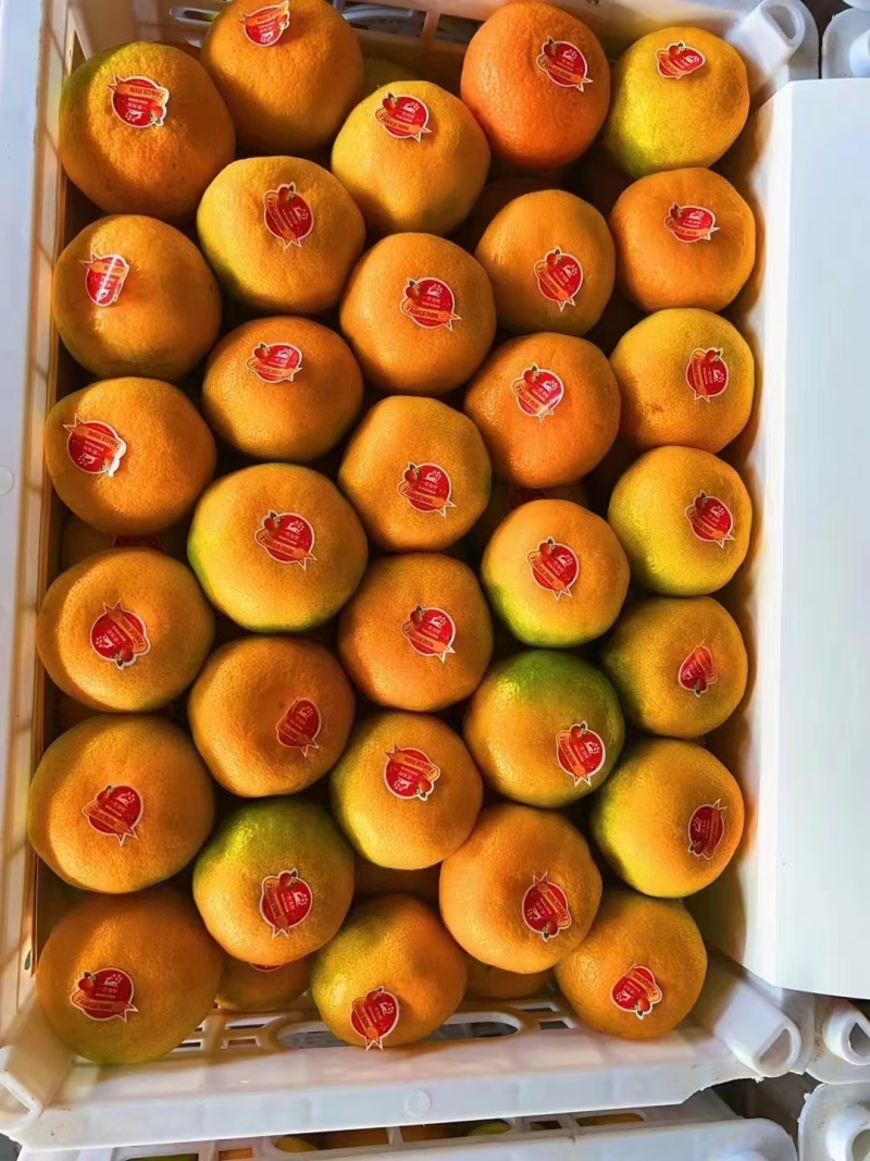 湖北蜜桔宜昌特早蜜橘精品蜜橘个头大，皮薄多汁，果型漂亮