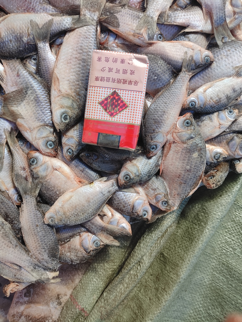 小鲫鱼饲料鱼饵料鱼质量保证量大从优