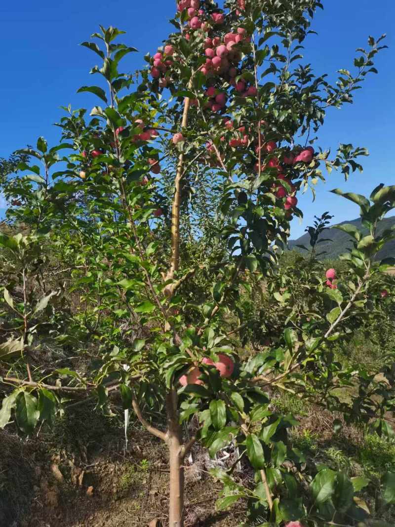 牛奶果甜脆果小苹果全国供应东北产地货源价格实惠