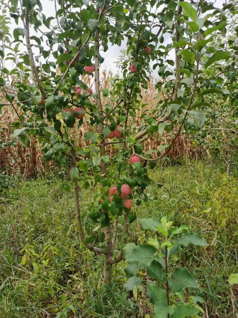 牛奶果甜脆果小苹果全国供应东北产地货源价格实惠