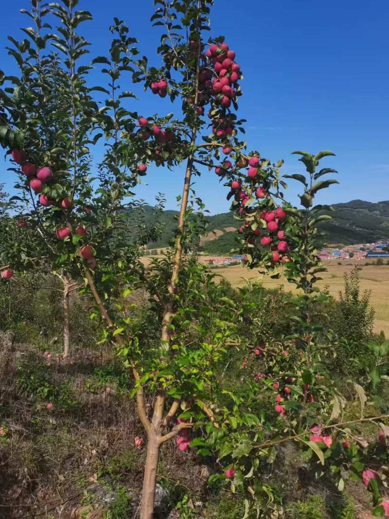 牛奶果甜脆果小苹果全国供应东北产地货源价格实惠