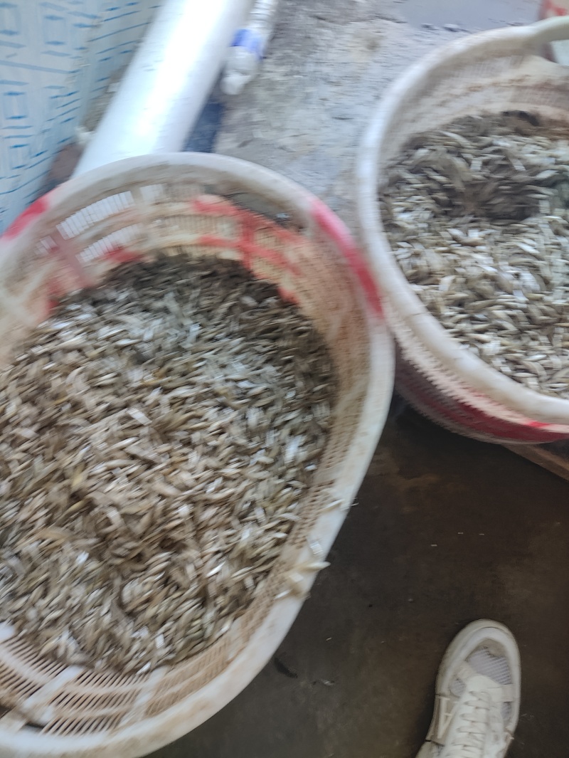 麦穗鱼规格齐全质量保证诚信经营欢迎咨询