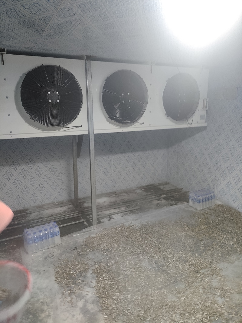 麦穗鱼规格齐全质量保证诚信经营欢迎咨询