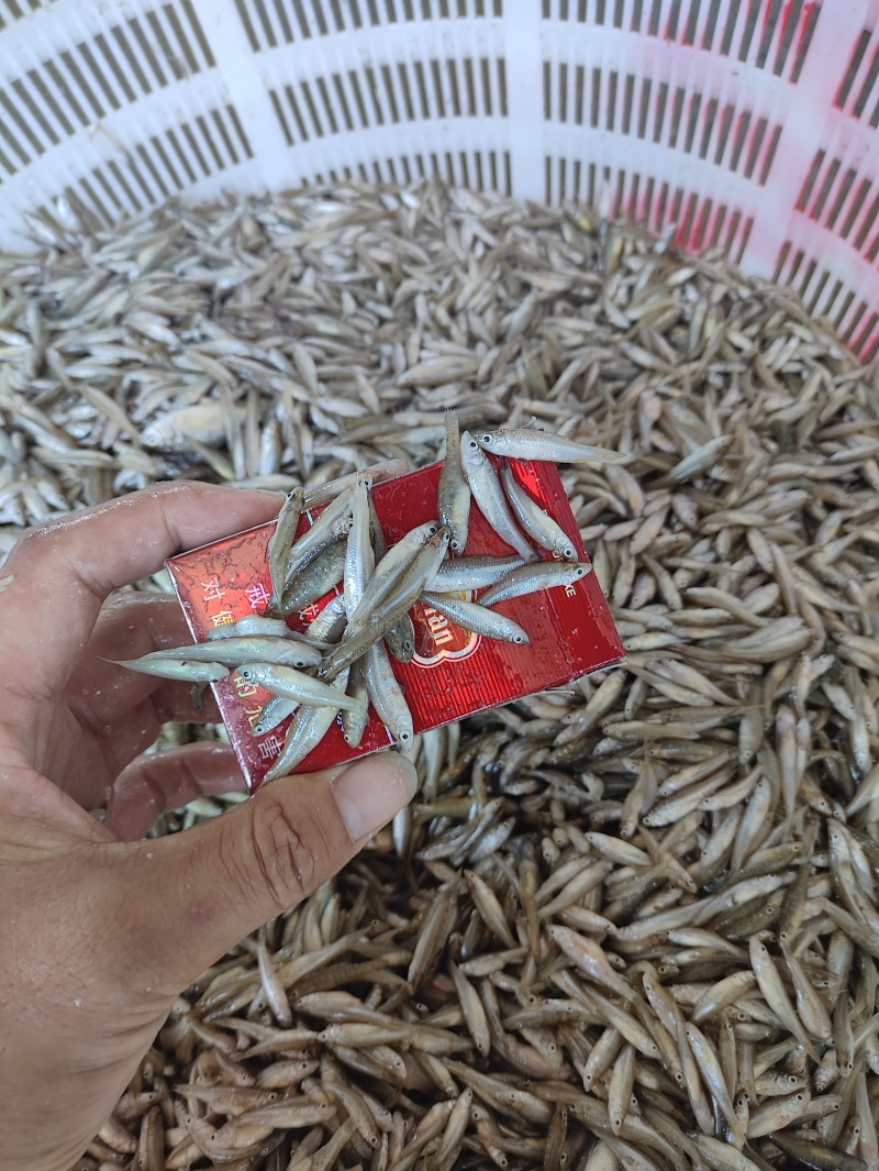麦穗鱼规格齐全质量保证诚信经营欢迎咨询