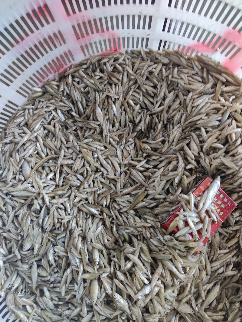 麦穗鱼规格齐全质量保证诚信经营欢迎咨询
