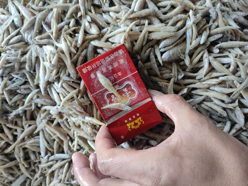 麦穗鱼规格齐全质量保证诚信经营欢迎咨询