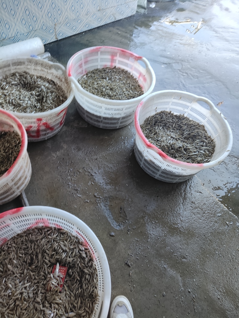 麦穗鱼规格齐全质量保证诚信经营欢迎咨询