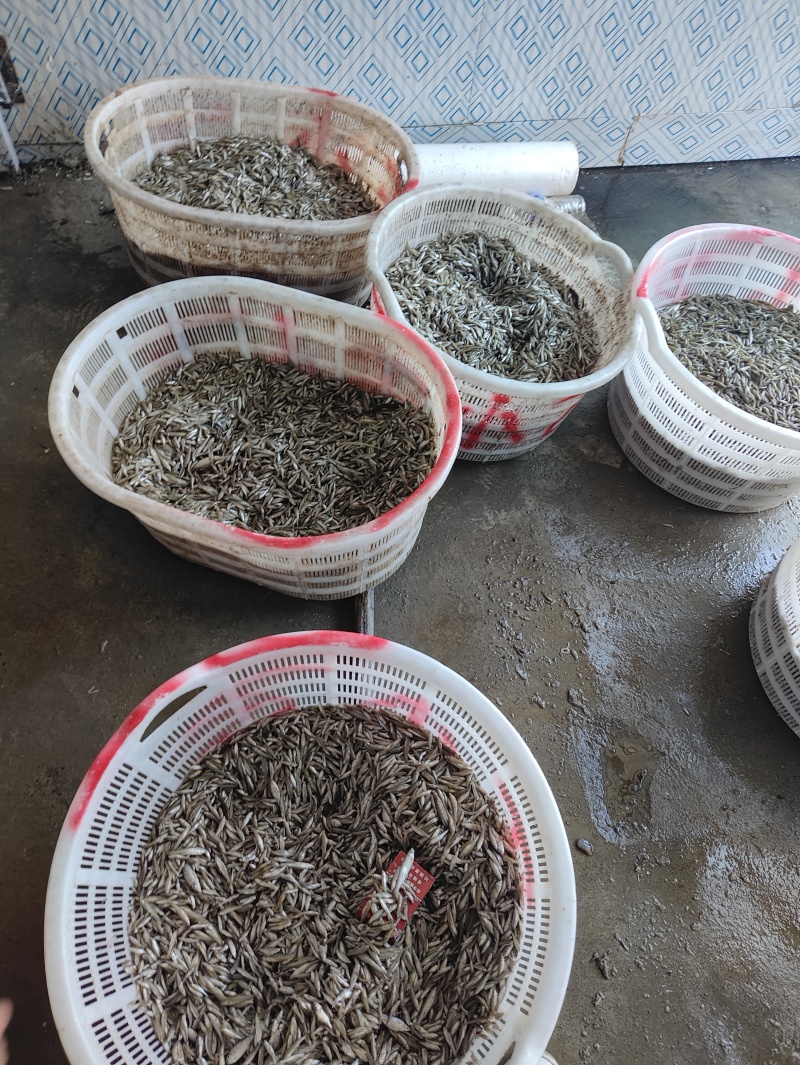 麦穗鱼规格齐全质量保证诚信经营欢迎咨询