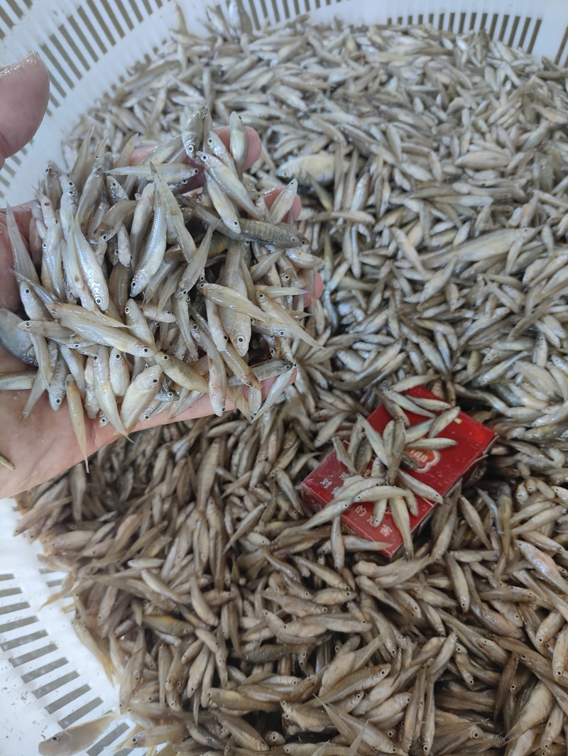 麦穗鱼规格齐全质量保证诚信经营欢迎咨询