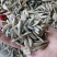 麦穗鱼规格齐全质量保证诚信经营欢迎咨询