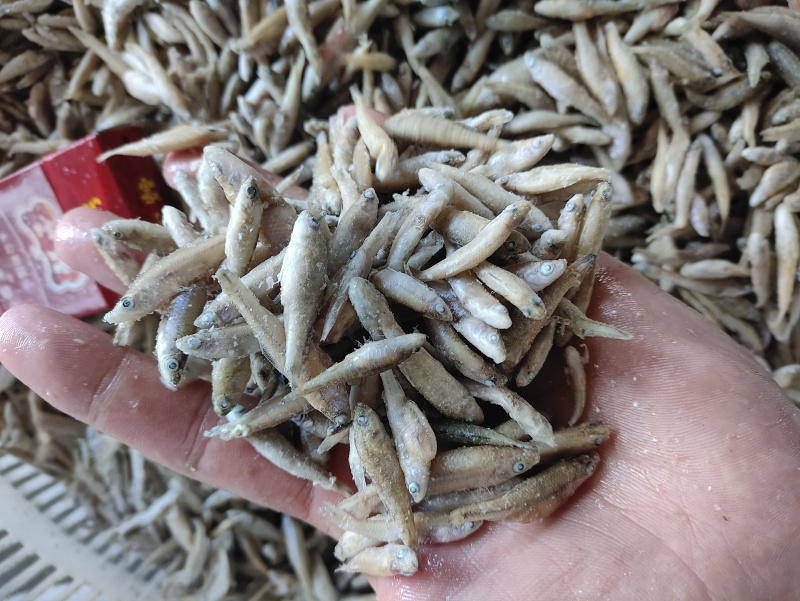 麦穗鱼规格齐全质量保证诚信经营欢迎咨询