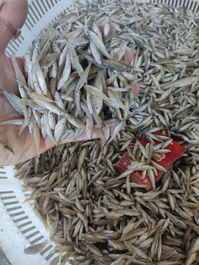麦穗鱼规格齐全质量保证诚信经营欢迎咨询