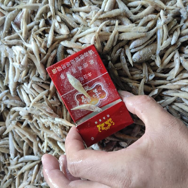 麦穗鱼规格齐全质量保证诚信经营欢迎咨询