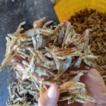 麦穗鱼干火焙鱼干质量保证规格齐全量大从优欢迎咨询