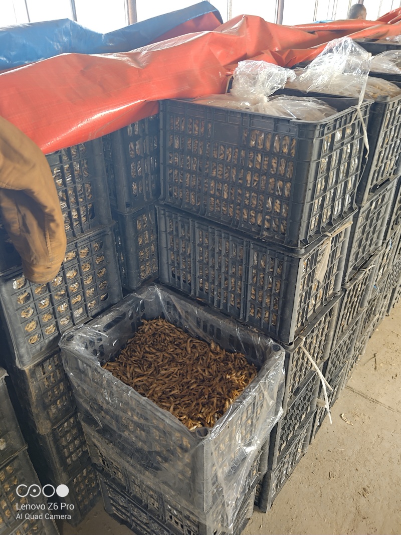 麦穗鱼干火焙鱼干质量保证规格齐全量大从优欢迎咨询