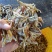 麦穗鱼干火焙鱼干质量保证规格齐全量大从优欢迎咨询