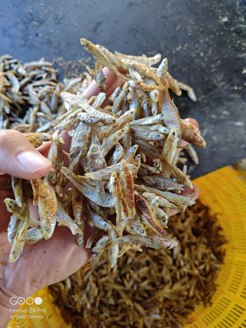 麦穗鱼干火焙鱼干质量保证规格齐全量大从优欢迎咨询