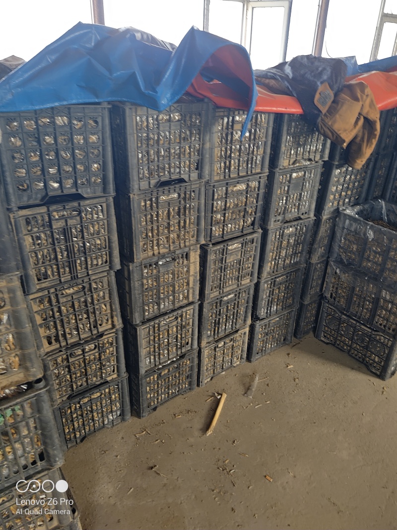 麦穗鱼干火焙鱼干质量保证规格齐全量大从优欢迎咨询