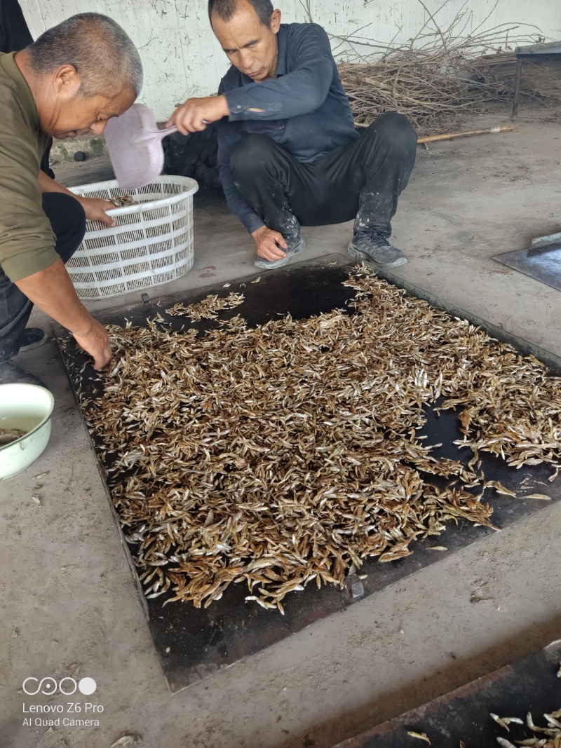 麦穗鱼干火焙鱼干质量保证规格齐全量大从优欢迎咨询