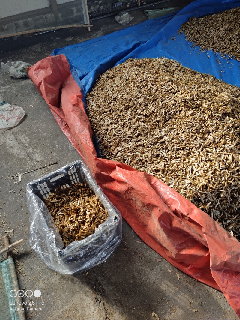 麦穗鱼干火焙鱼干质量保证规格齐全量大从优欢迎咨询