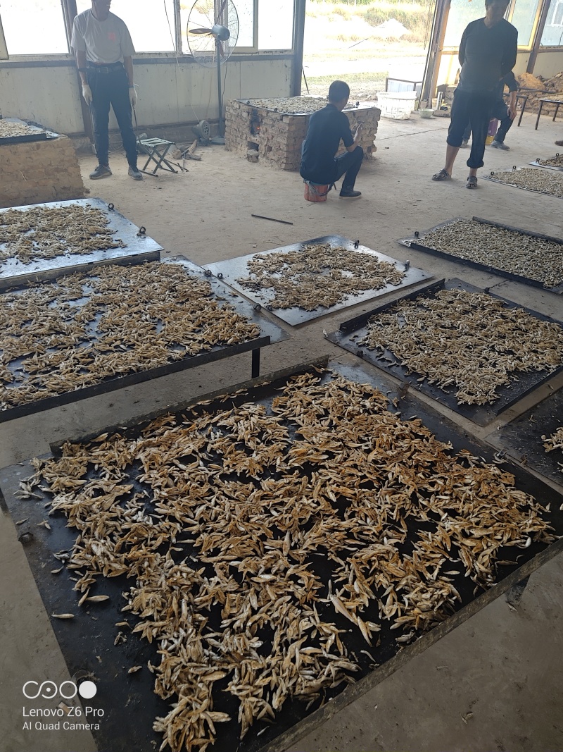 麦穗鱼干火焙鱼干质量保证规格齐全量大从优欢迎咨询