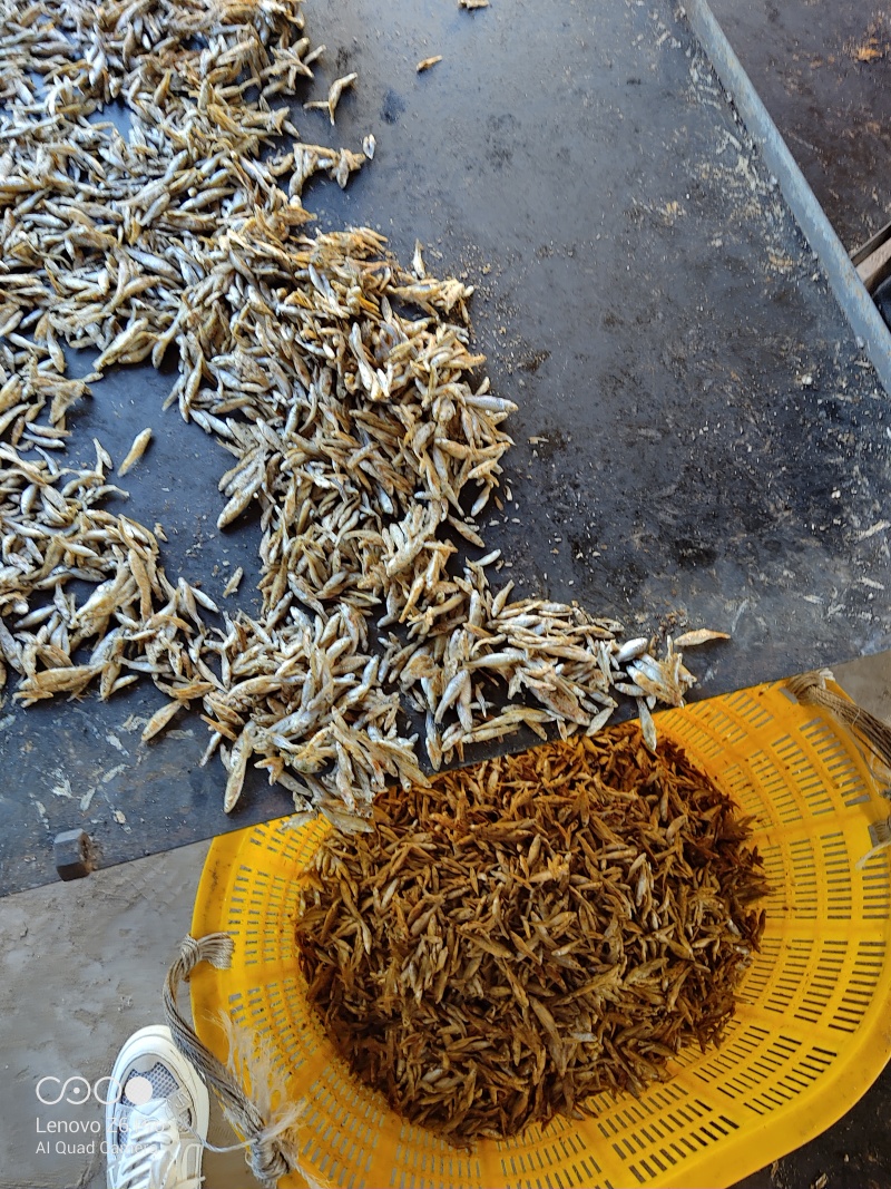 麦穗鱼干火焙鱼干质量保证规格齐全量大从优欢迎咨询