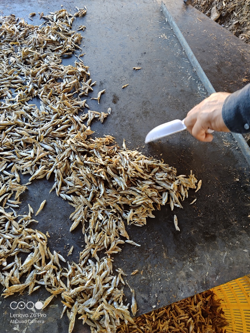 麦穗鱼干火焙鱼干质量保证规格齐全量大从优欢迎咨询