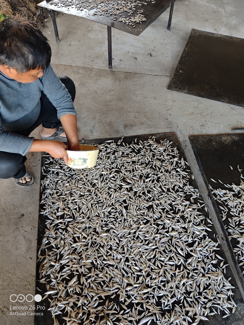 麦穗鱼干火焙鱼干质量保证规格齐全量大从优欢迎咨询