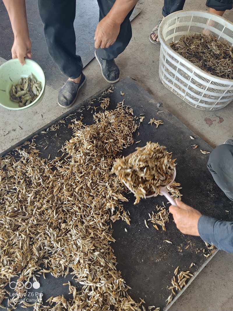 麦穗鱼干火焙鱼干质量保证规格齐全量大从优欢迎咨询