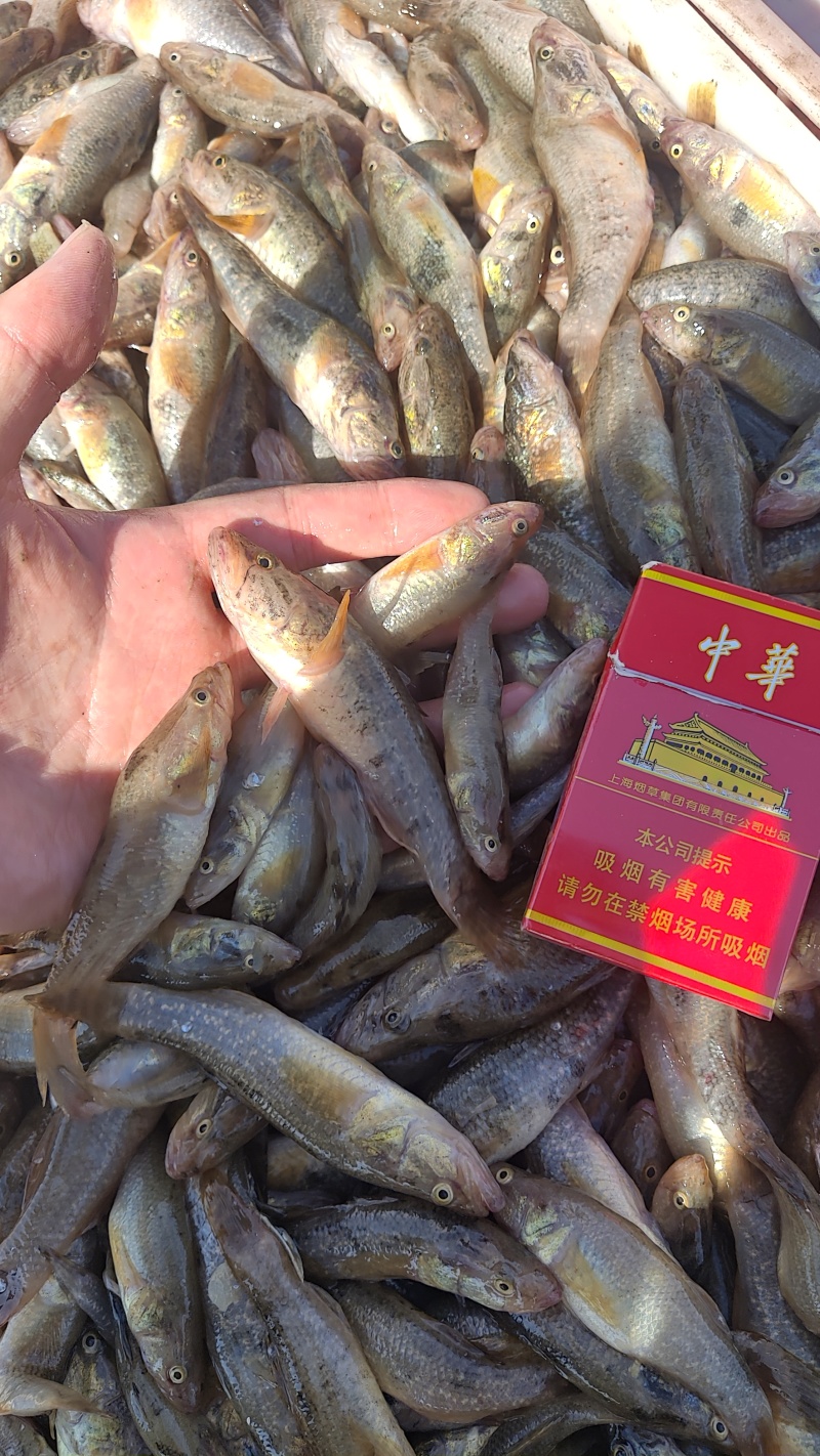 精品老头鱼货源充足量大从优质量保证欢迎咨询