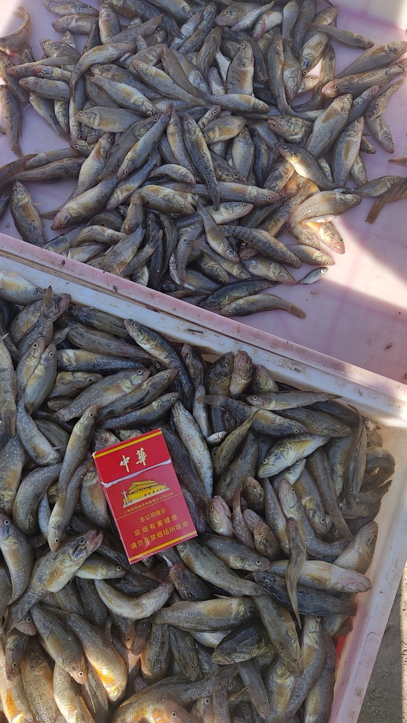 精品老头鱼货源充足量大从优质量保证欢迎咨询