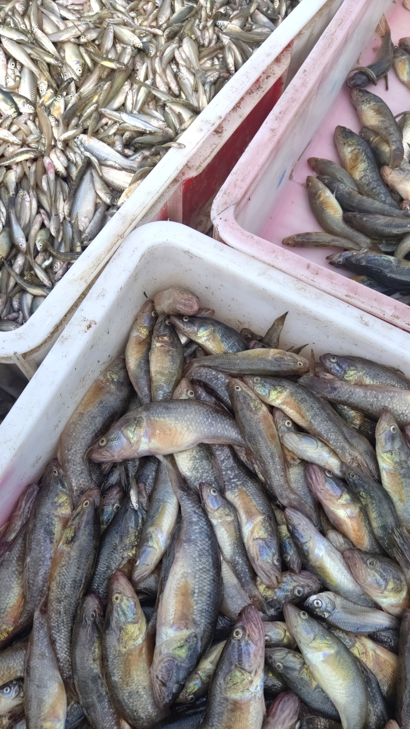 精品老头鱼货源充足量大从优质量保证欢迎咨询