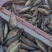 精品老头鱼货源充足量大从优质量保证欢迎咨询