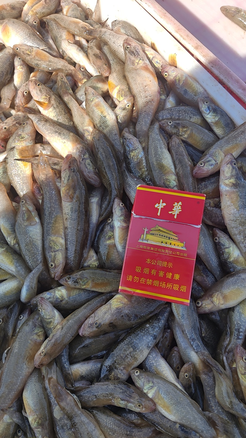 精品老头鱼货源充足量大从优质量保证欢迎咨询
