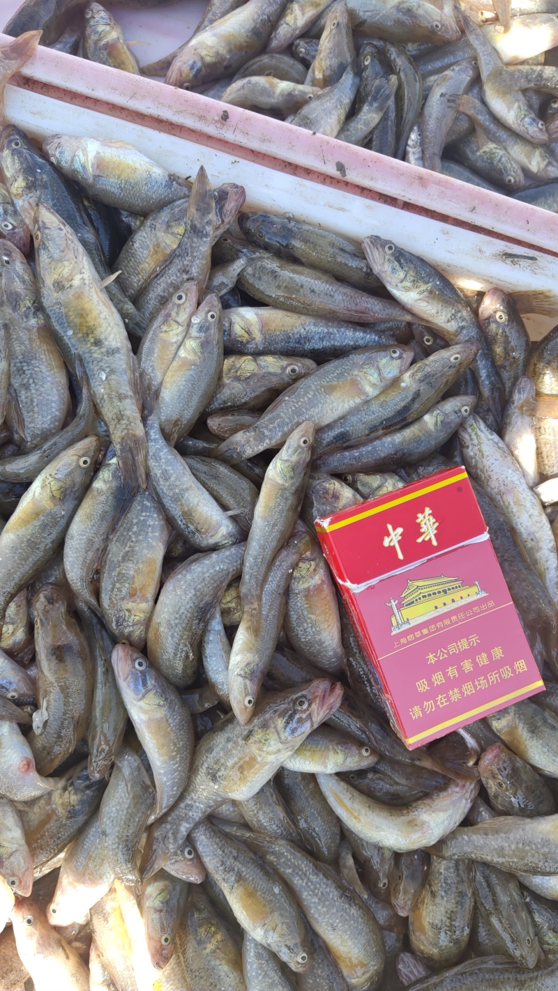 精品老头鱼货源充足量大从优质量保证欢迎咨询