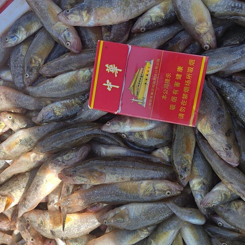精品老头鱼货源充足量大从优质量保证欢迎咨询
