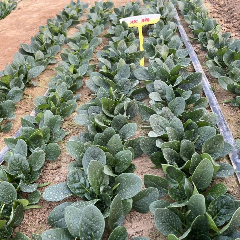 丹麦欢腾菠菜种子高产抗病大叶菠菜种籽耐寒越冬高档蔬菜种孑