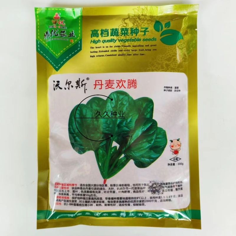 丹麦欢腾菠菜种子高产抗病大叶菠菜种籽耐寒越冬高档蔬菜种孑
