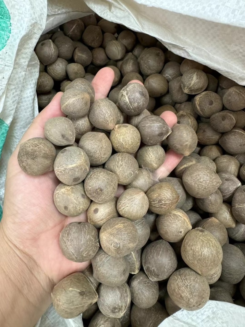 海椰皇煲汤汤料小椰子一手货源产地直销煲汤汤料