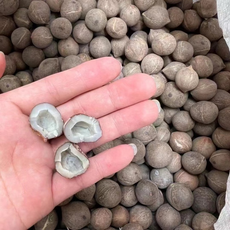 海椰皇煲汤汤料小椰子一手货源产地直销煲汤汤料