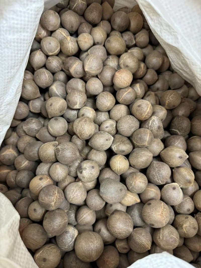 海椰皇煲汤汤料小椰子一手货源产地直销煲汤汤料