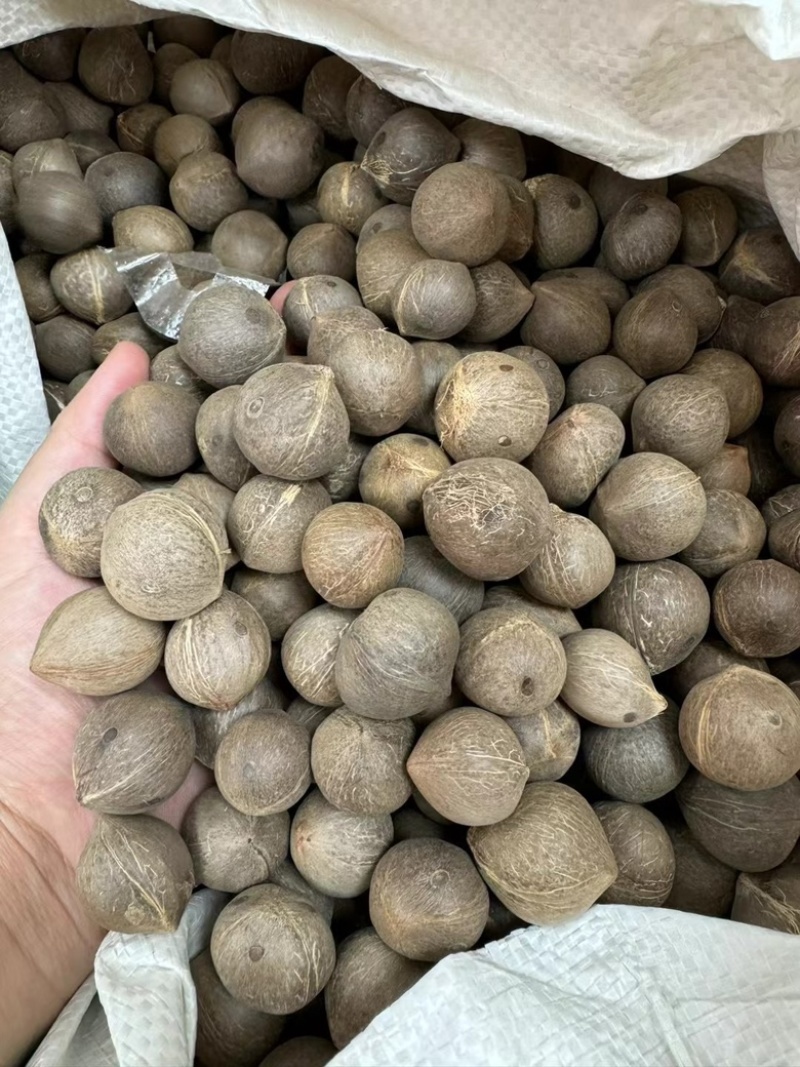海椰皇煲汤汤料小椰子一手货源产地直销煲汤汤料