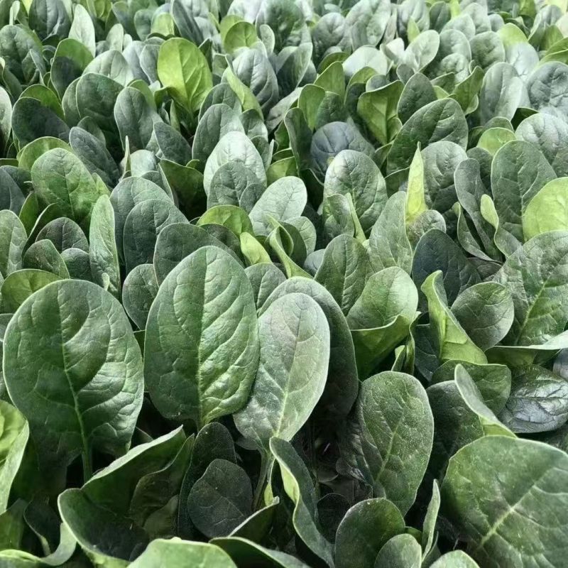欧菠特菠菜种子耐寒耐热耐抽薹抗病欧春秋越冬中熟品种蔬菜种